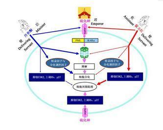 三大东道国时区协同效应显著