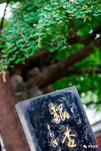 桃花源洞口荒草萋萋无忧作者是谁,进入桃花源洞口