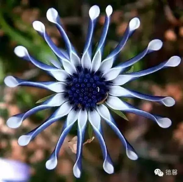 窒息教育催生的畸形之花