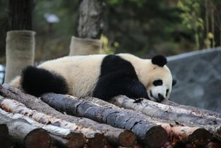 当机甲熊猫遇见暖心母爱