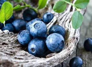 藏在蓝莓园里的情感风暴