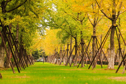 藏在银杏路的爱情迷局