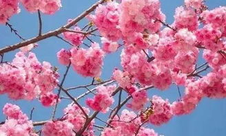 在樱花与暴雨间起舞的成长独白