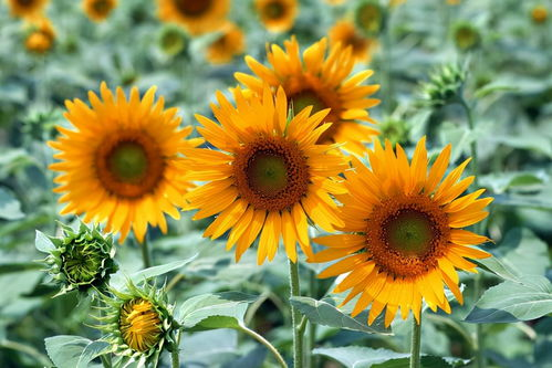 当梧桐树上的光晕穿透屏幕，爱情本质开始显影