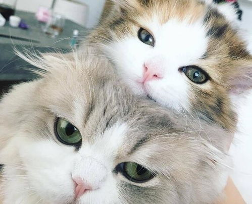 《星猫历险记之唐诗篇》：当萌宠遇上古诗，会擦出怎样的火花？
