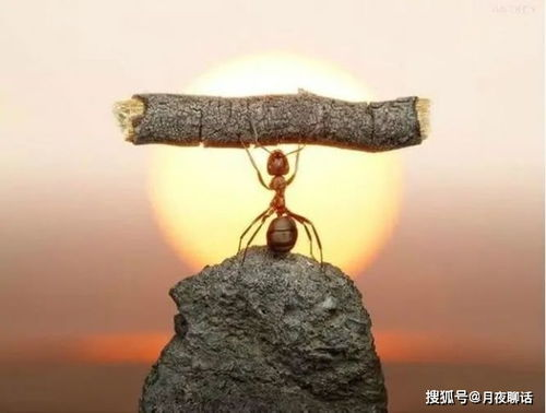 一、基础操作与战斗技巧