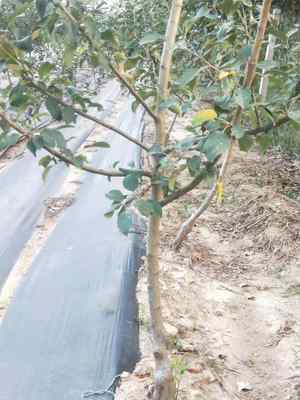 一、摇钱树苗的获取与种植条件