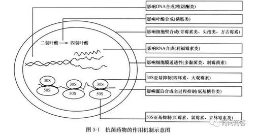 一、神经酰胺的作用原理
