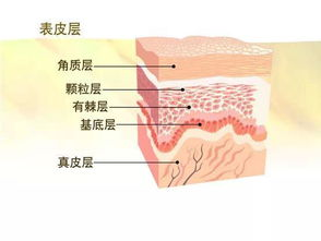 一、认识肌肤类型与需求