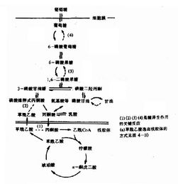 一、生理盐水的作用原理