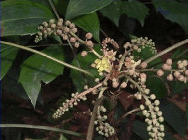 一、黄芩与黄连:清热解毒的黄金组合