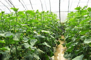一、选择合适的种植地点