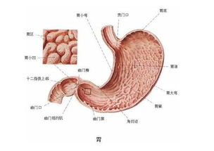 一、肥胖纹的成因与表现
