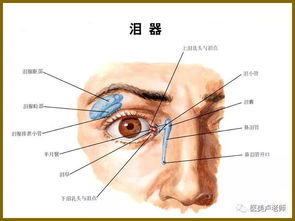 一、横纹肌的结构特点