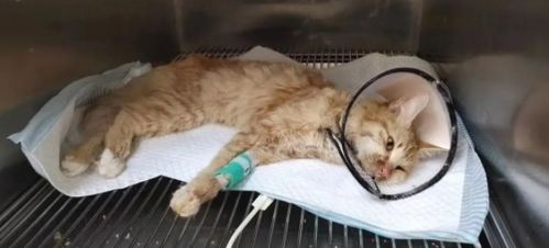 一、磁力猫的工作原理