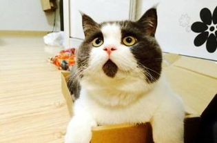 一、磁力猫最新版功能介绍