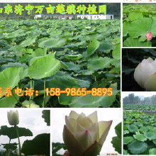 湖南莲藕种植基地,特色种植技术-市场前景与可持续发展