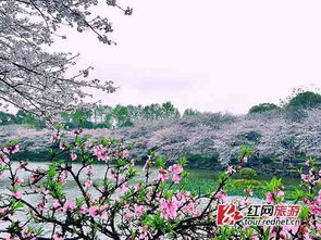 湖南省植物园,自然美景与文化体验-休闲旅游目的地解析