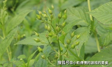 湖南玄参种植技术与药理作用解析-中医药领域的宝贵资源