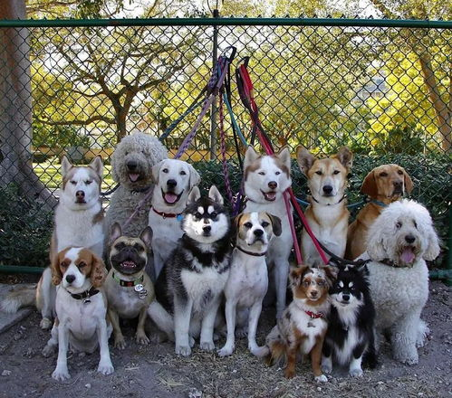 湖南犬舍排名,优质犬舍选择指南-全面解析与服务对比