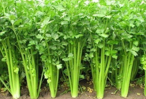 湖南芹菜,特色风味与营养价值的完美结合-种植与挑选指南
