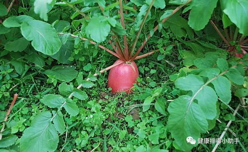 湖南柑子种植技术与市场前景解析