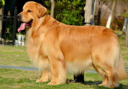 湖南金毛犬,独特魅力与养护指南-犬种特点解析