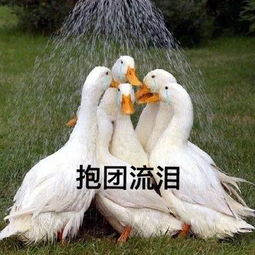 一、了解湖南鸭子的特点