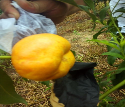 湖南黄桃苗种植技术及病虫害防治-果农种植效益提升指南