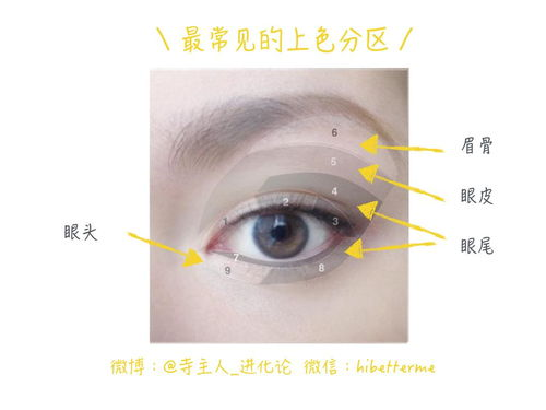 一、眼影的基础知识