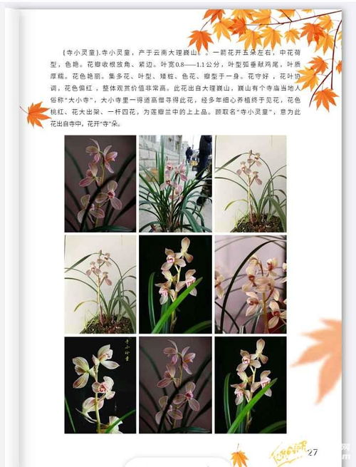 一、了解花西子品牌背景