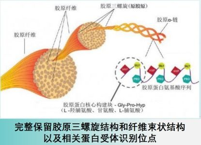 一、胶原蛋白的重要性与作用原理