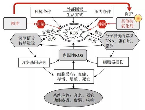 一、抗氧化护肤品的基础知识