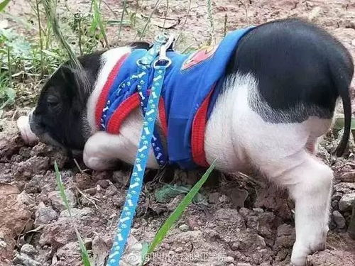 一、猪女技能解析