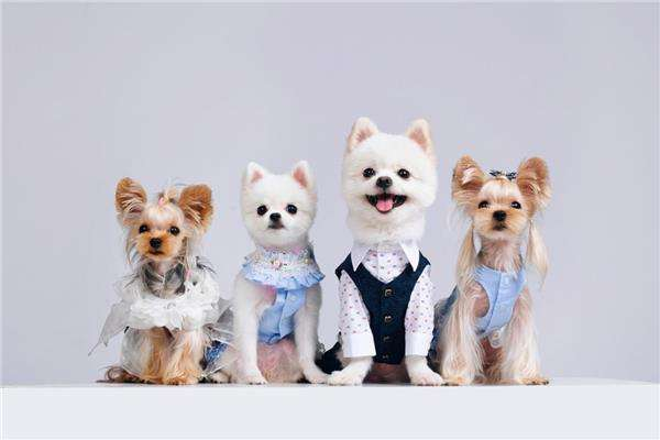 一、宠物服饰品牌概述