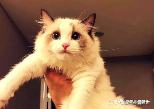 布偶猫市场价格概述