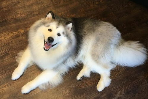 阿拉斯加犬市场价格概览