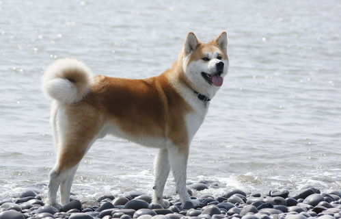 柴犬市场概况与价格区间