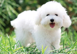 比熊犬市场价格概览