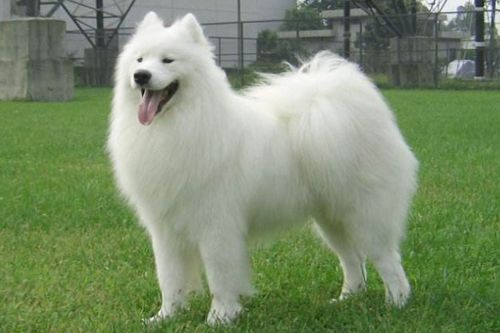 萨摩耶犬市场价格概览