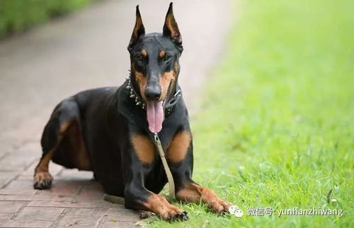 杜宾犬市场价格概览