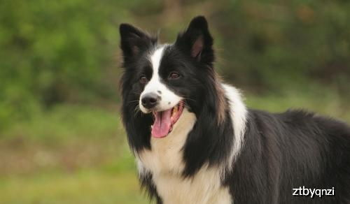 边牧犬市场价格概览