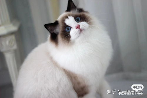 布偶猫市场价格区间解析