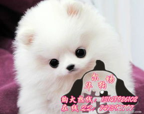博美犬市场价格概览