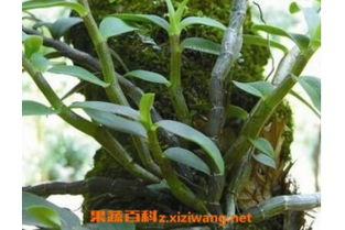 铁皮石斛市场价格概览