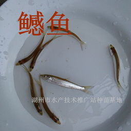 鳡鱼市场价格概况