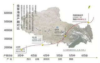 冬虫夏草市场价格概览