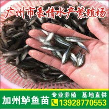桂鱼市场价格概览