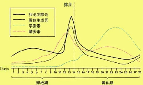 性激素六项检查的基本概念与必要性