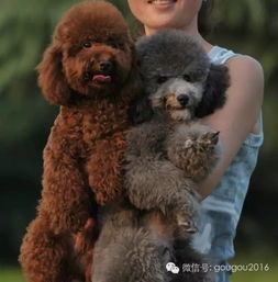 巨型贵宾犬的基本特征与市场定位